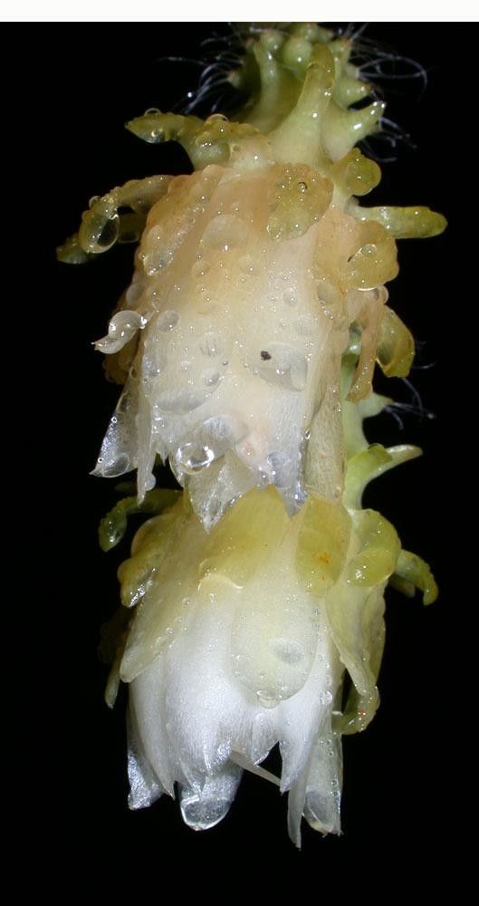 Weberocereus tunilla flower