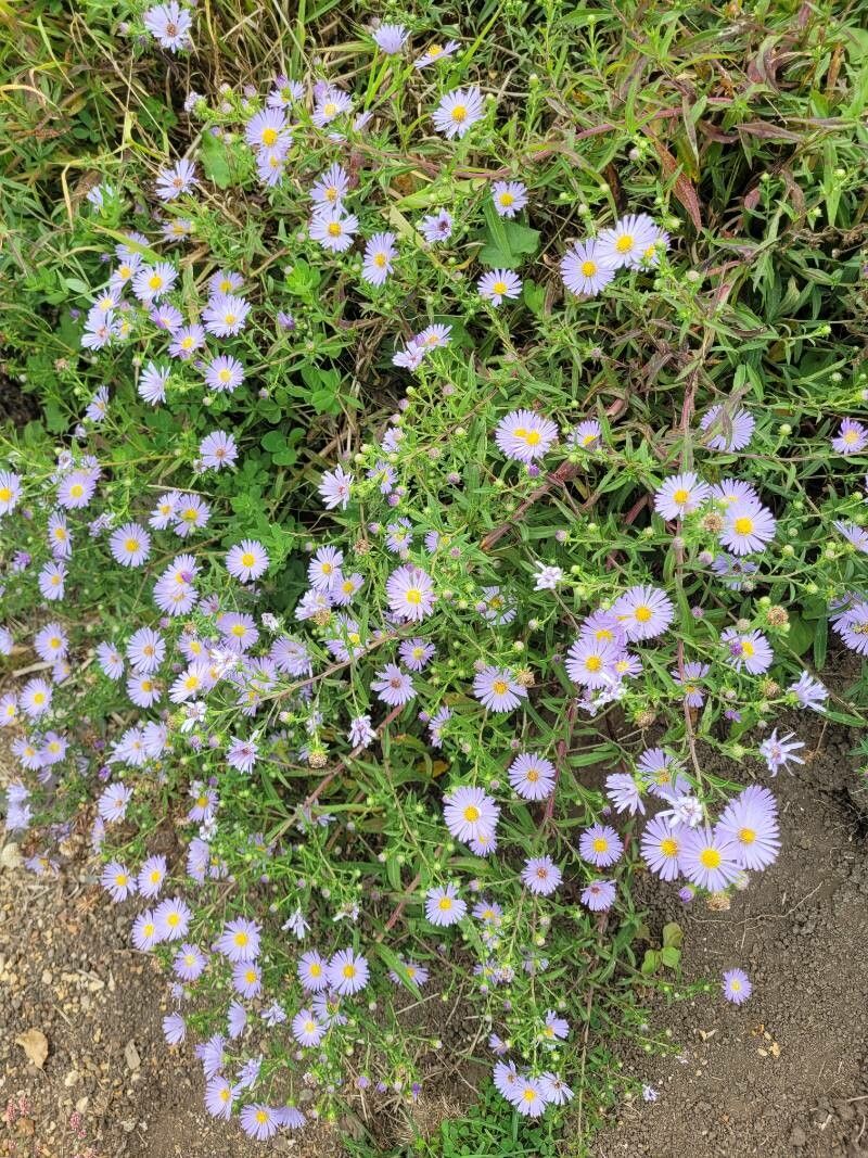 Symphyotrichum subspicatum habit