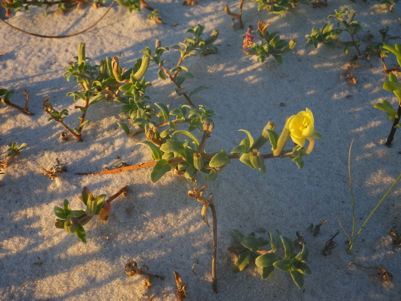 Oenothera humifusa habit