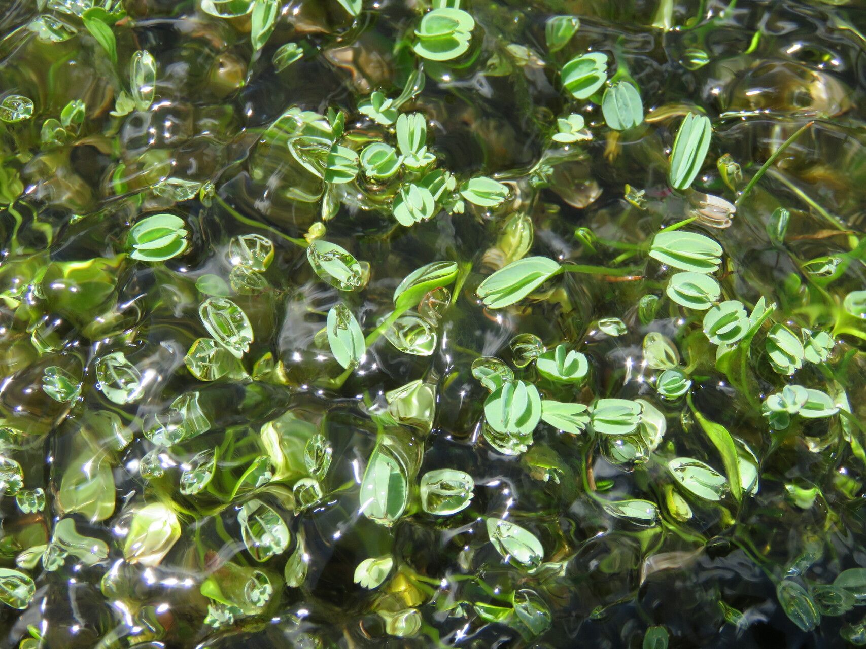 Alchemilla diplophylla other