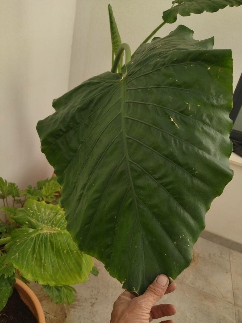Leucocasia gigantea — large blooms houseplant
