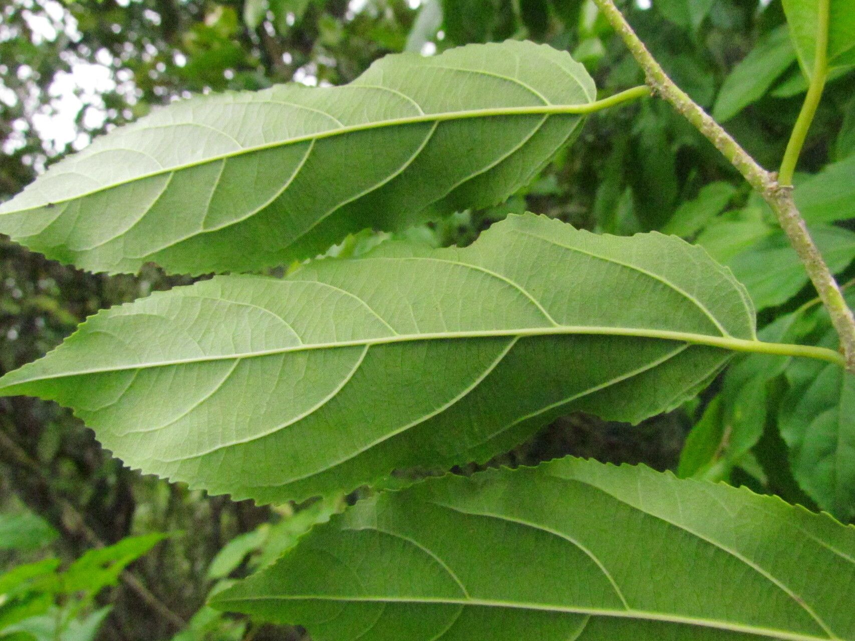 Casearia obliqua leaf