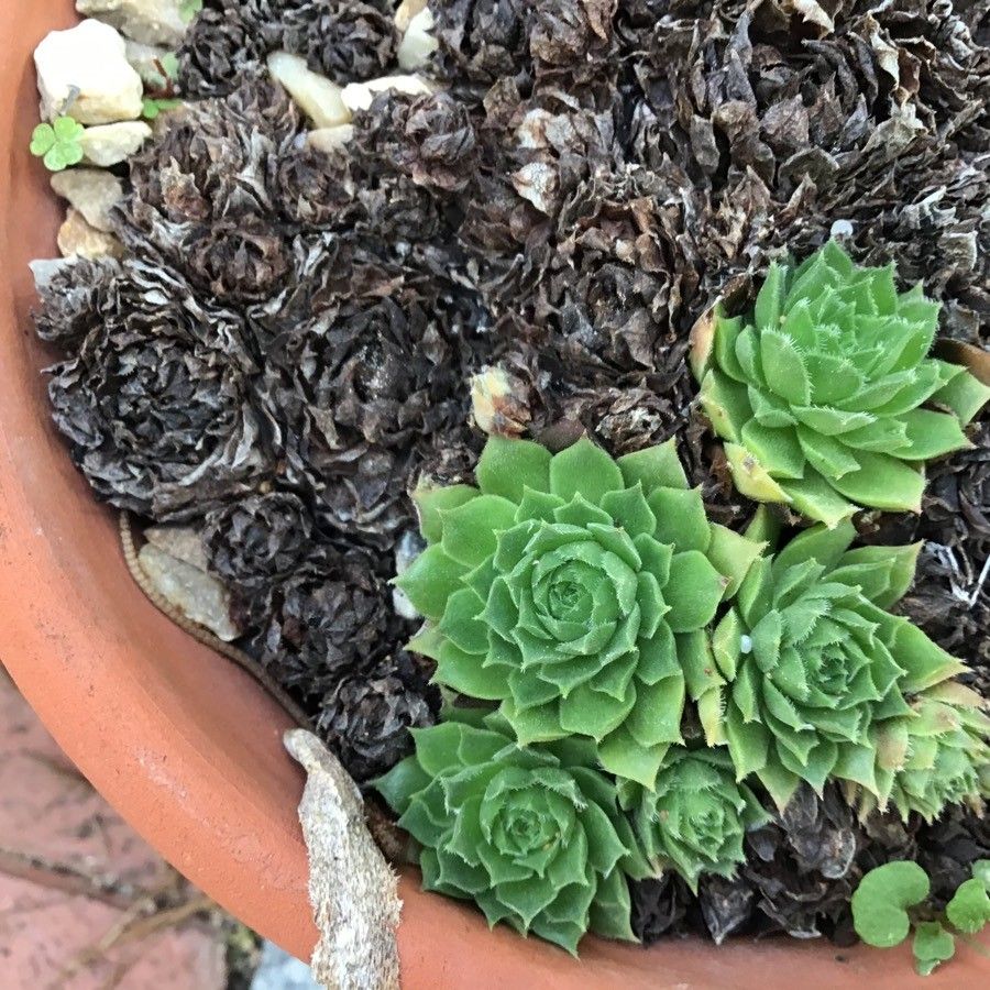 Sempervivum minutum leaf