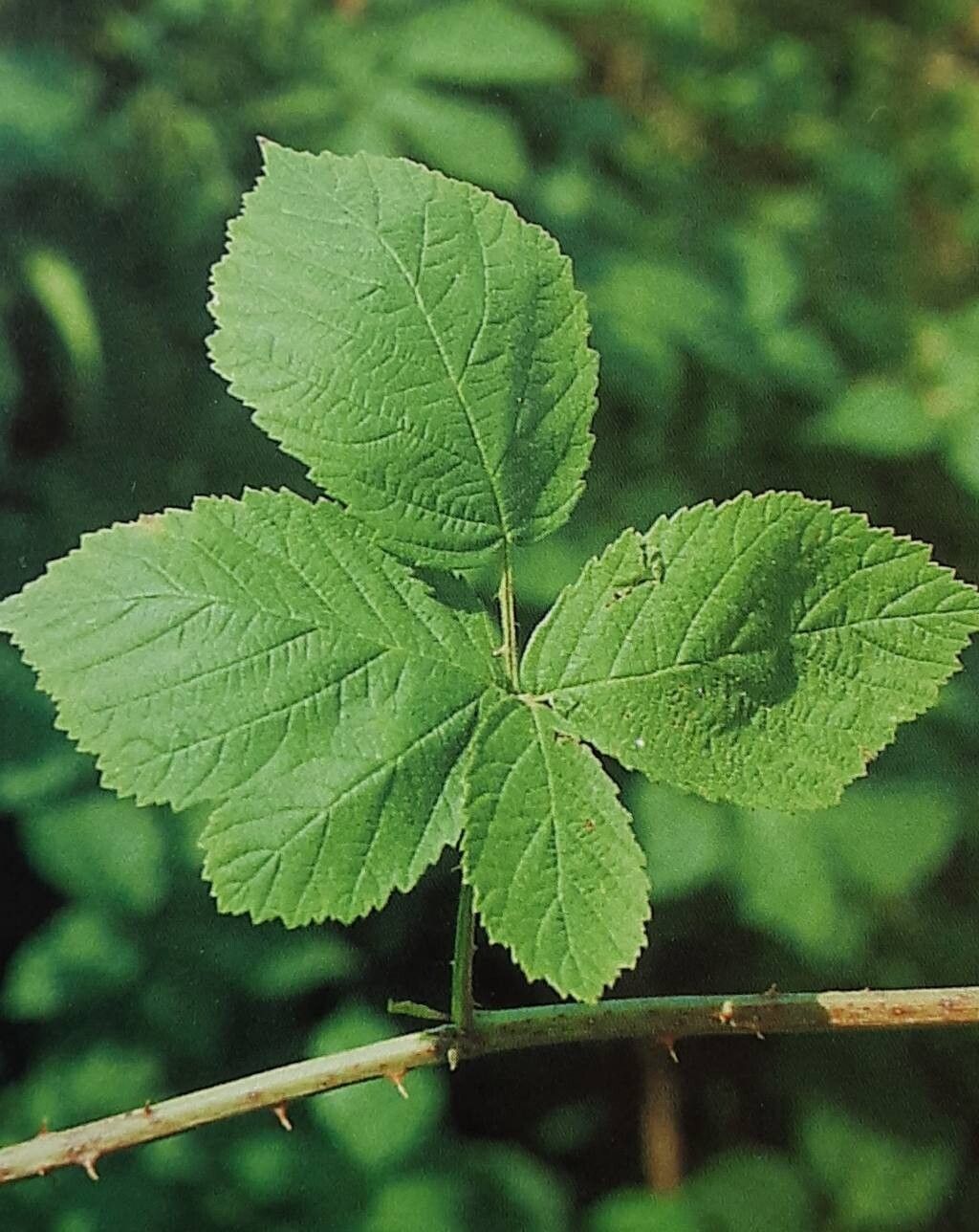 Rubus leucophaeus — houseplant care guide