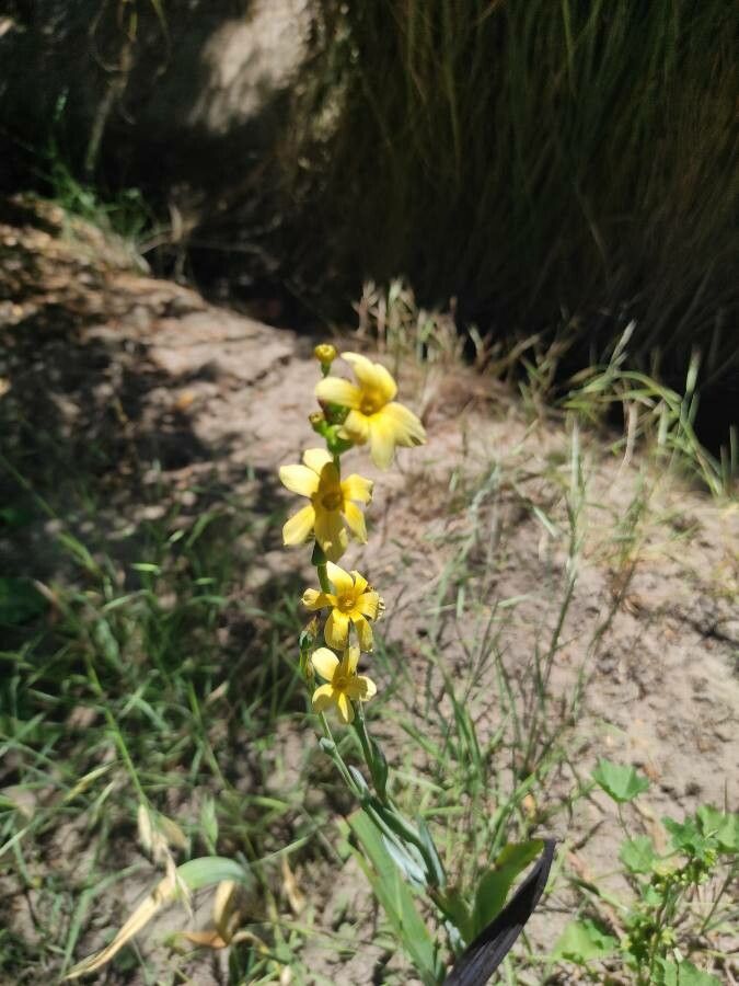 Sisyrinchium arenarium