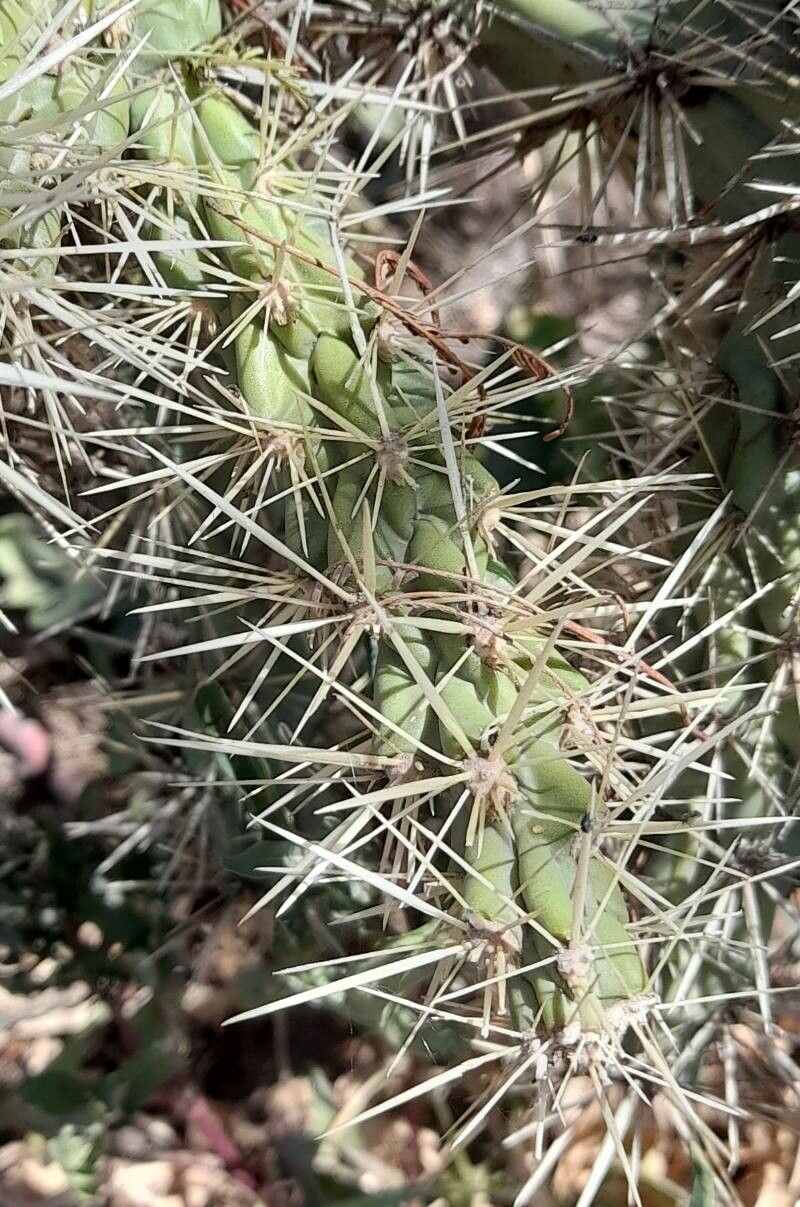 Cylindropuntia tunicata leaf