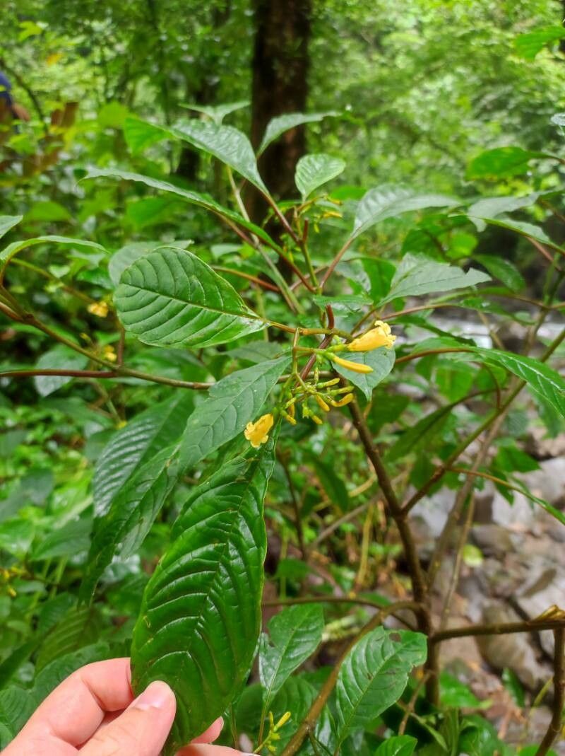 Hamelia axillaris — related species from the same genus