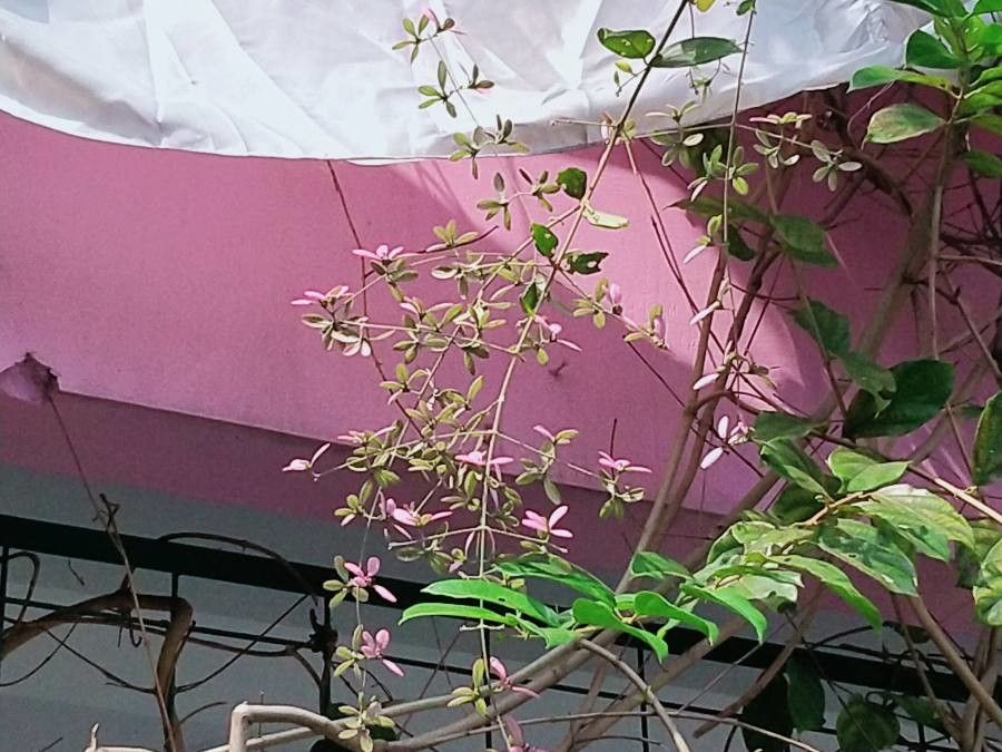 Congea tomentosa flower