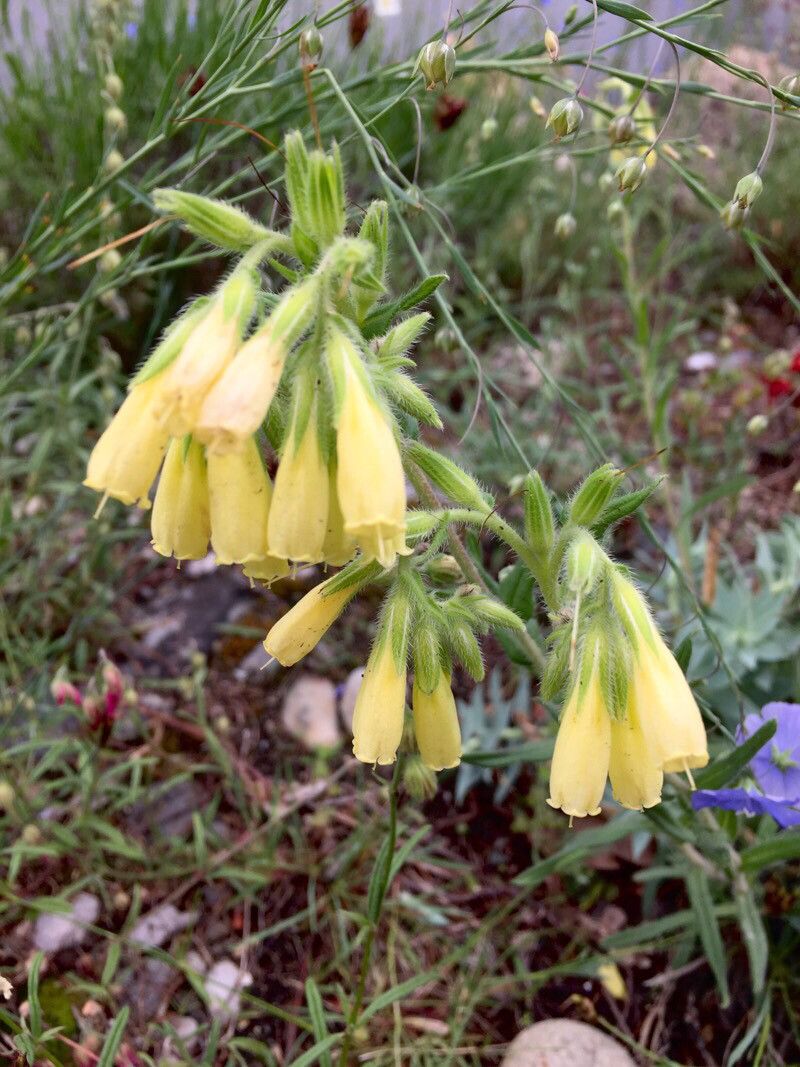 Onosma pseudoarenaria flower