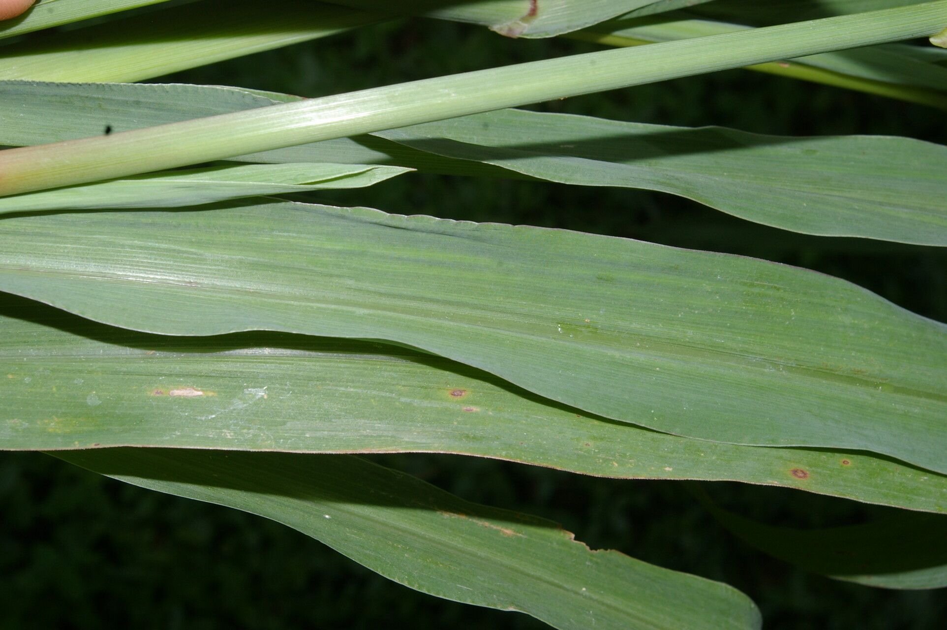Ixophorus unisetus — search result for 'Pennisetum'
