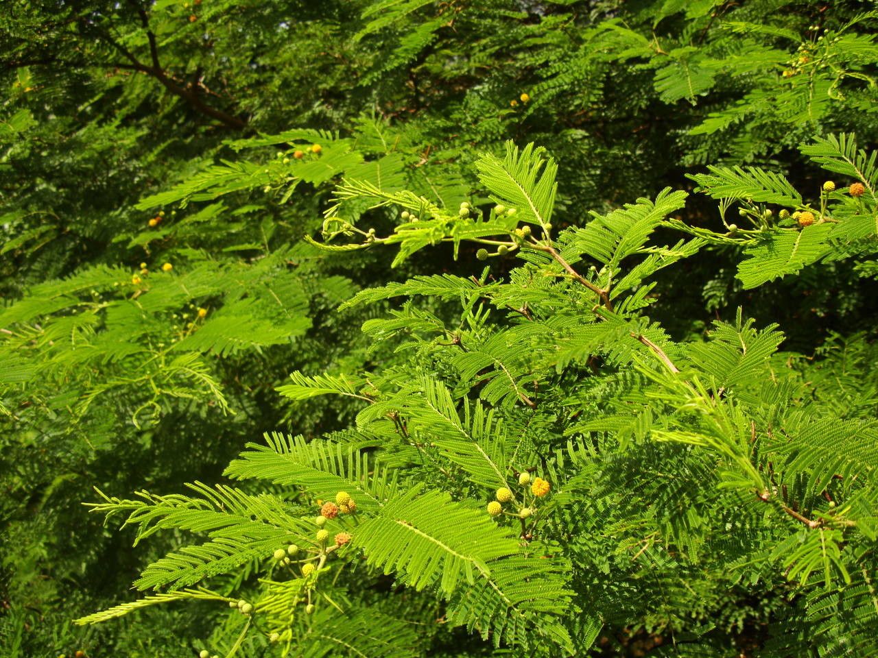 Vachellia macracantha other