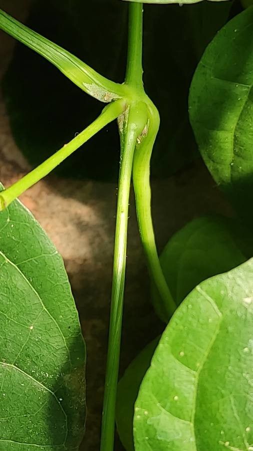 Thunbergia battiscombei bark