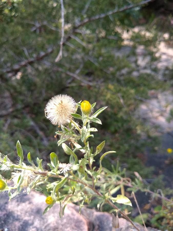 Heterotheca villosa fruit