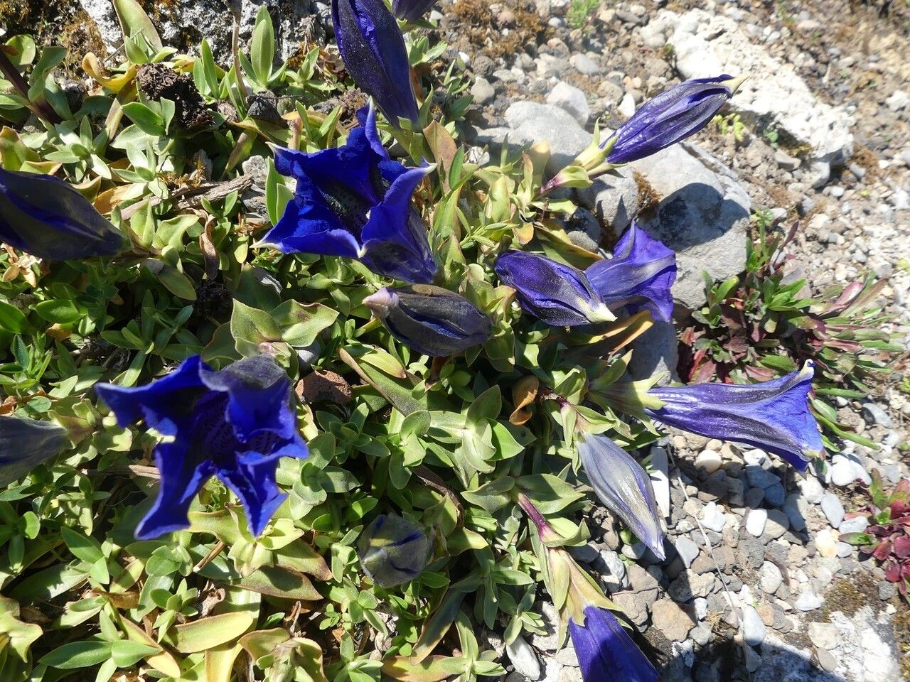 Gentiana dinarica flower