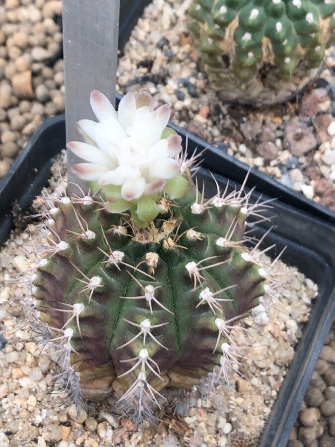 Gymnocalycium anisitsii flower