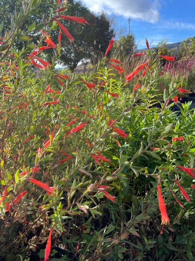 Epilobium canum flower