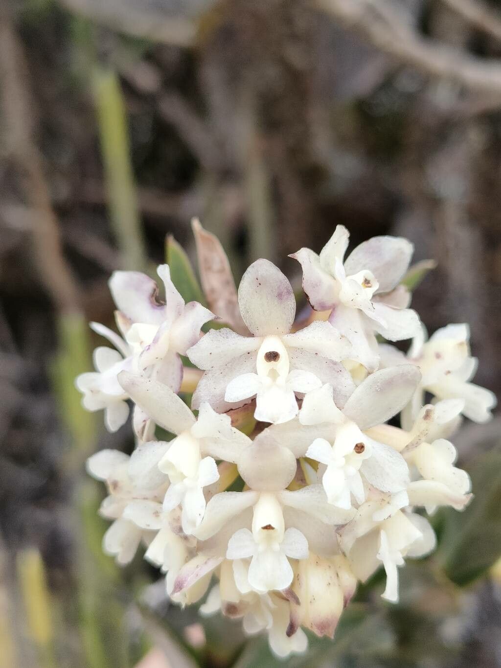 Epidendrum chioneum flower