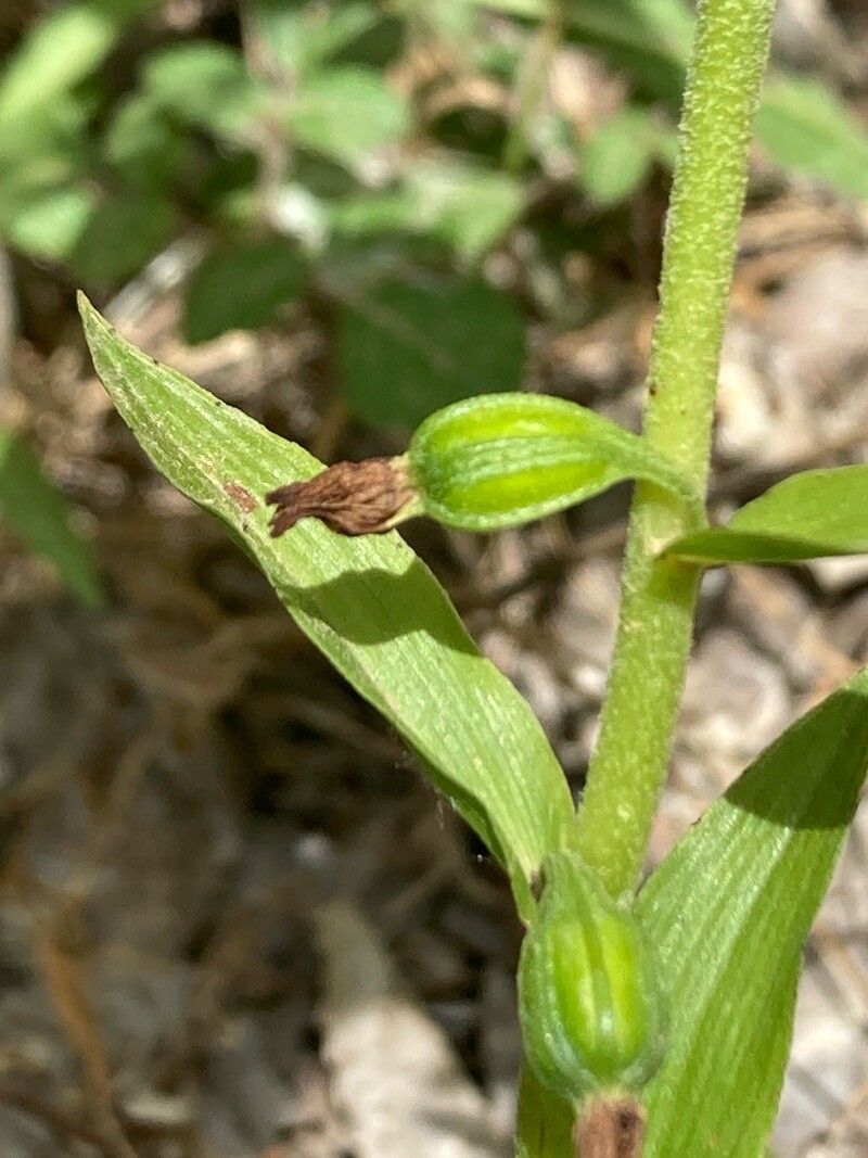 Epipactis bugacensis fruit