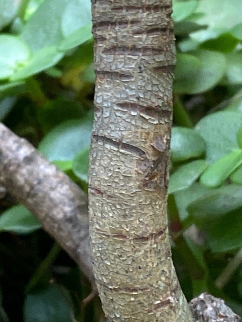 Aeonium undulatum bark