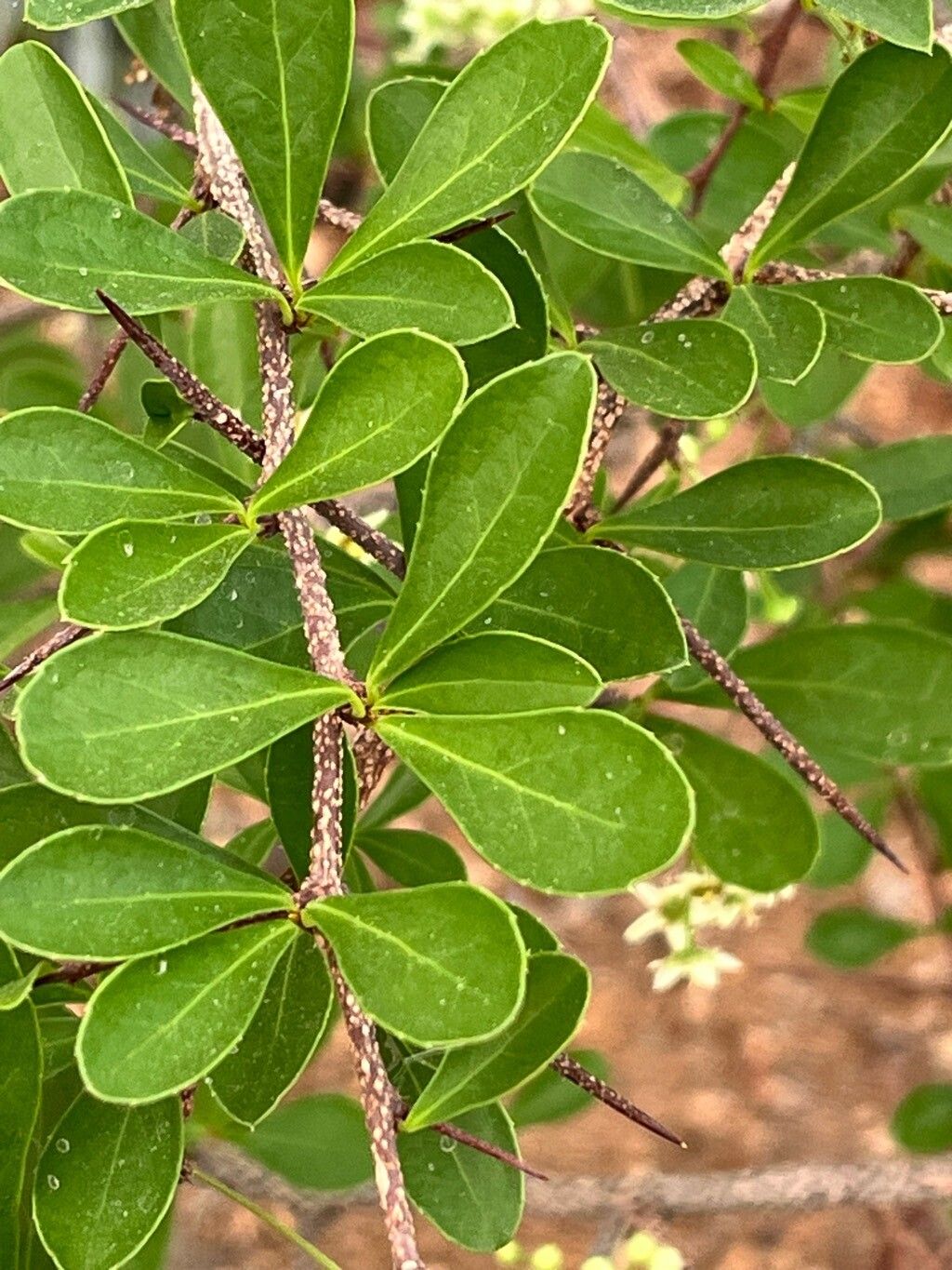 Putterlickia pyracantha bark
