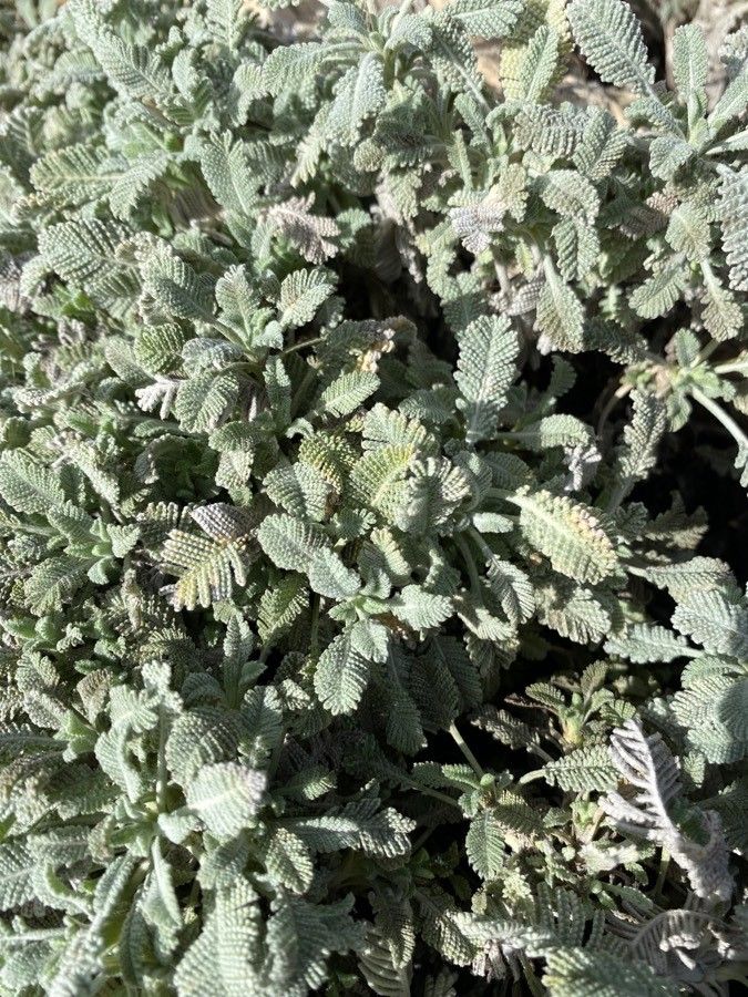 Tanacetum haradjanii leaf