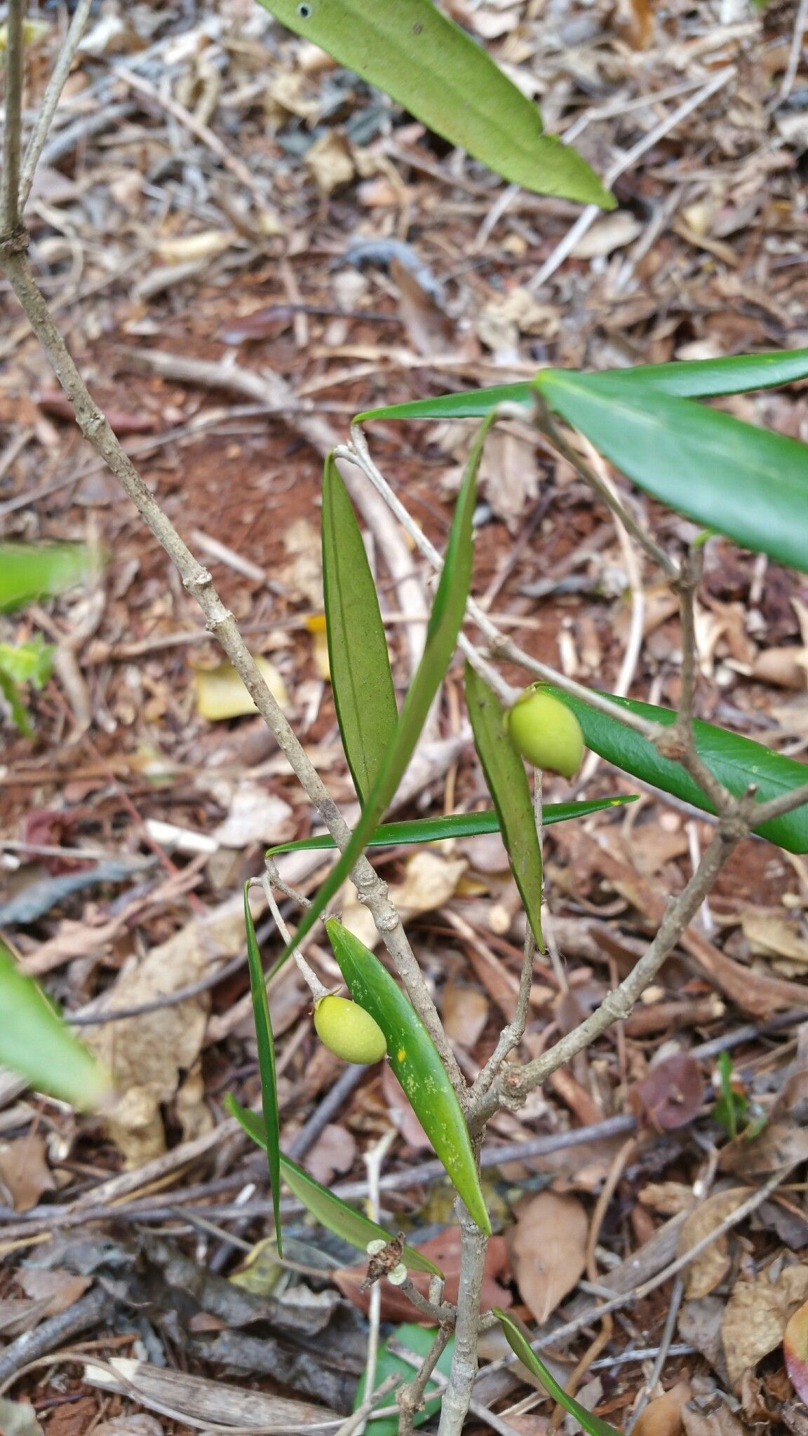 Noronhia linearifolia fruit