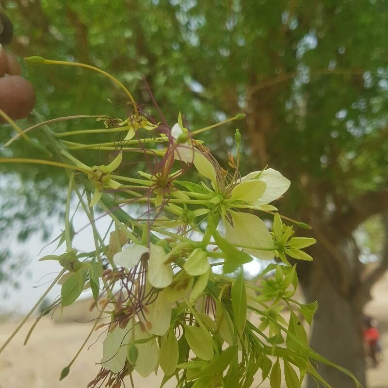 Crateva adansonii flower