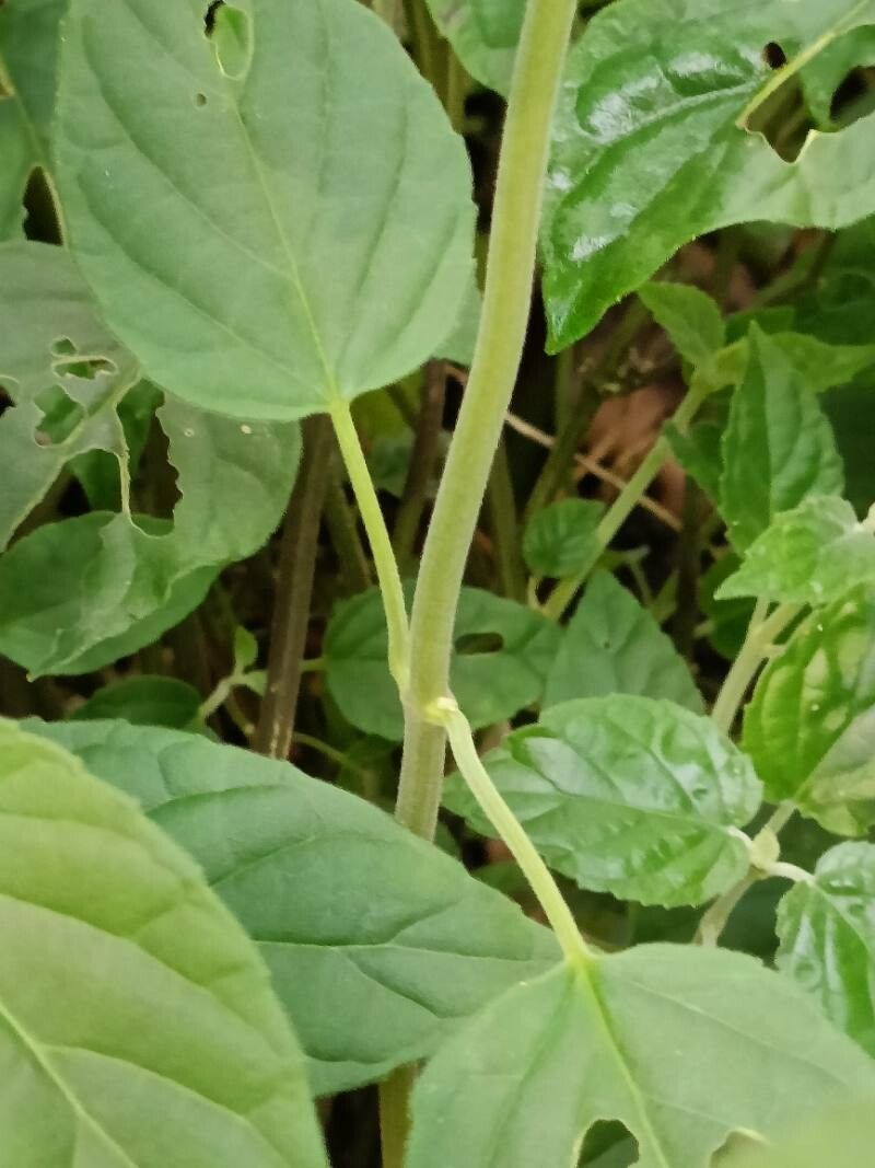 Scutellaria coccinea bark