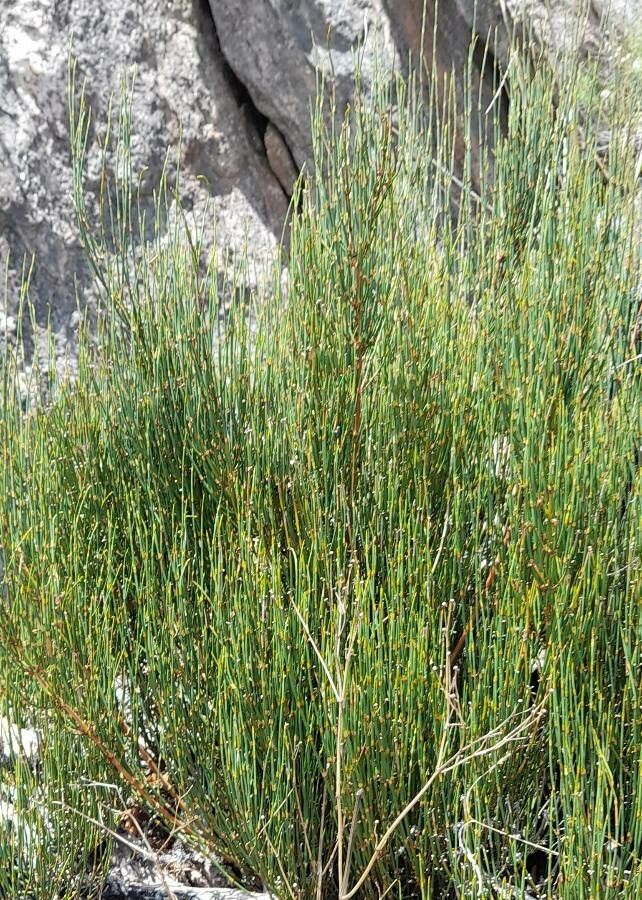 Ephedra chilensis habit