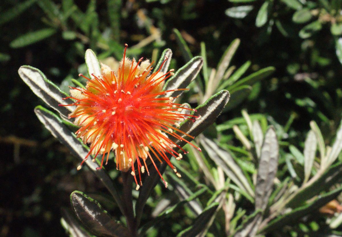 Diplolaena angustifolia — related species from the same genus