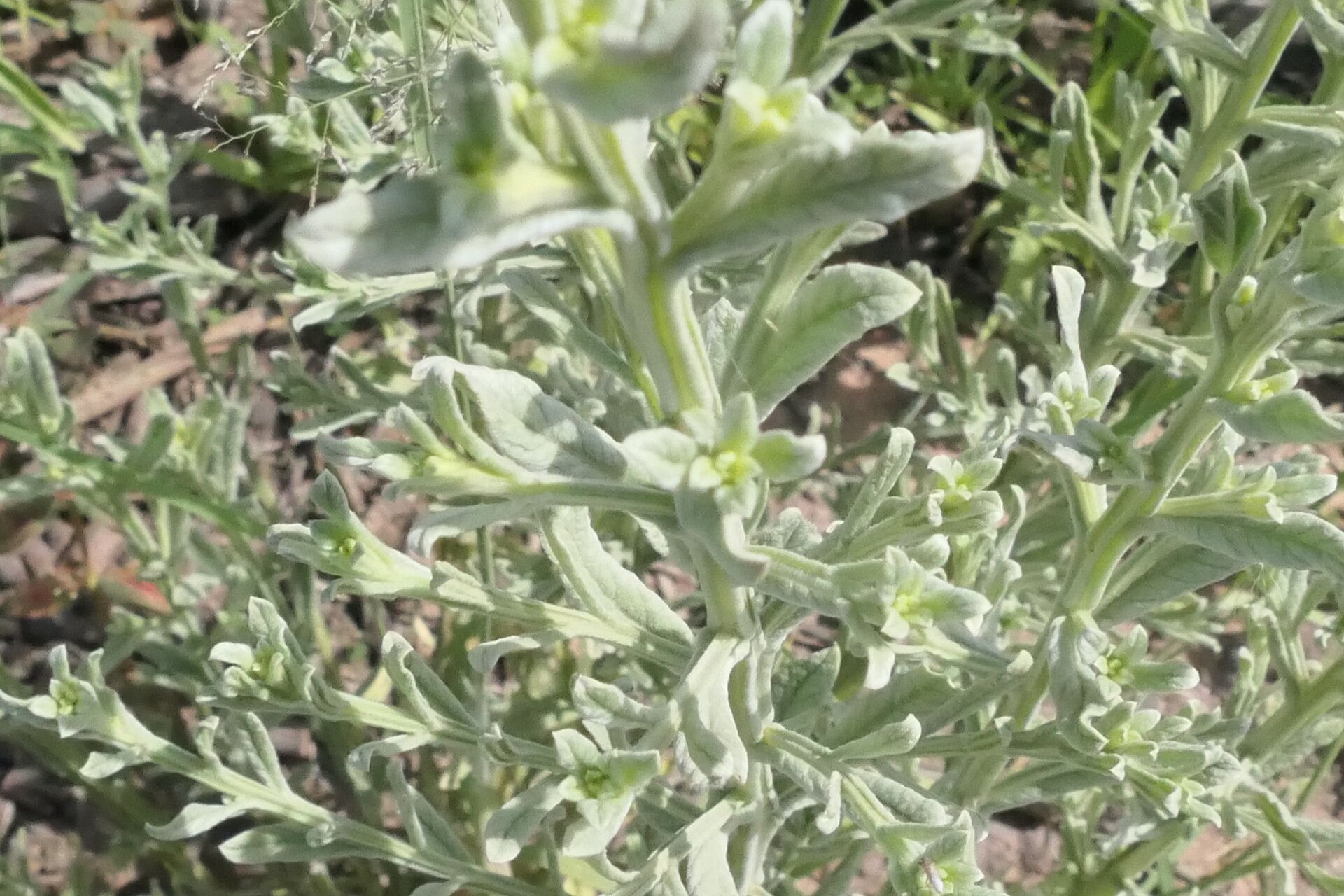 Laggera decurrens — related species from the same genus