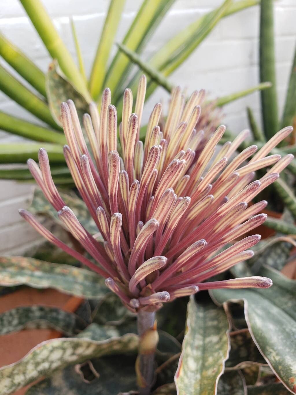Dracaena pethera flower
