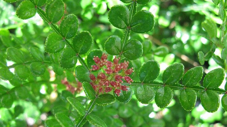 Zanthoxylum beecheyanum flower