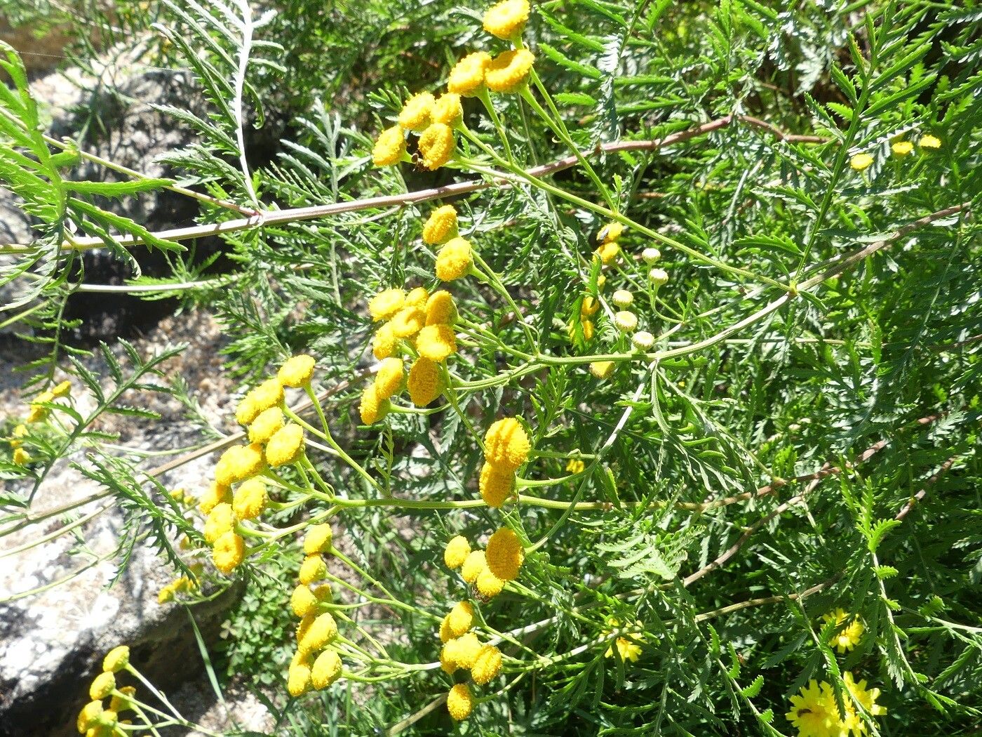 Tanacetum audibertii other