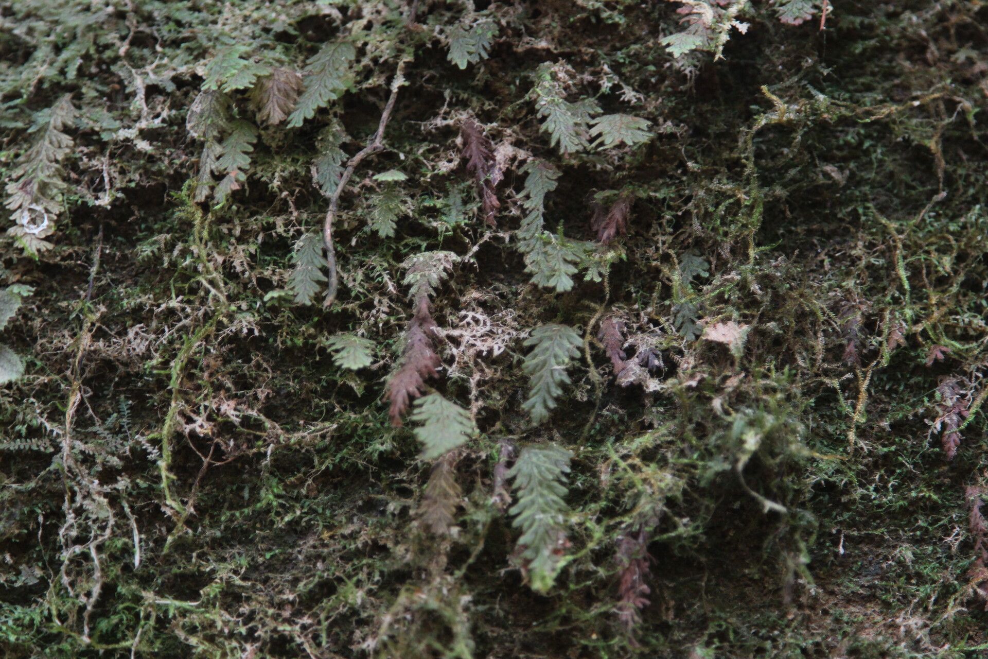 Hymenophyllum splendidum habit