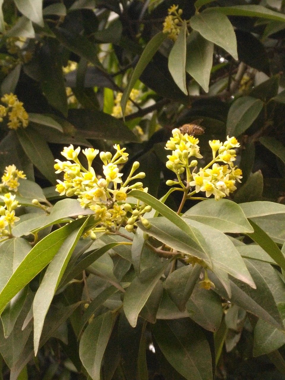 Cinnamomum burmanni flower