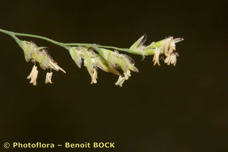 Puccinellia fasciculata fruit