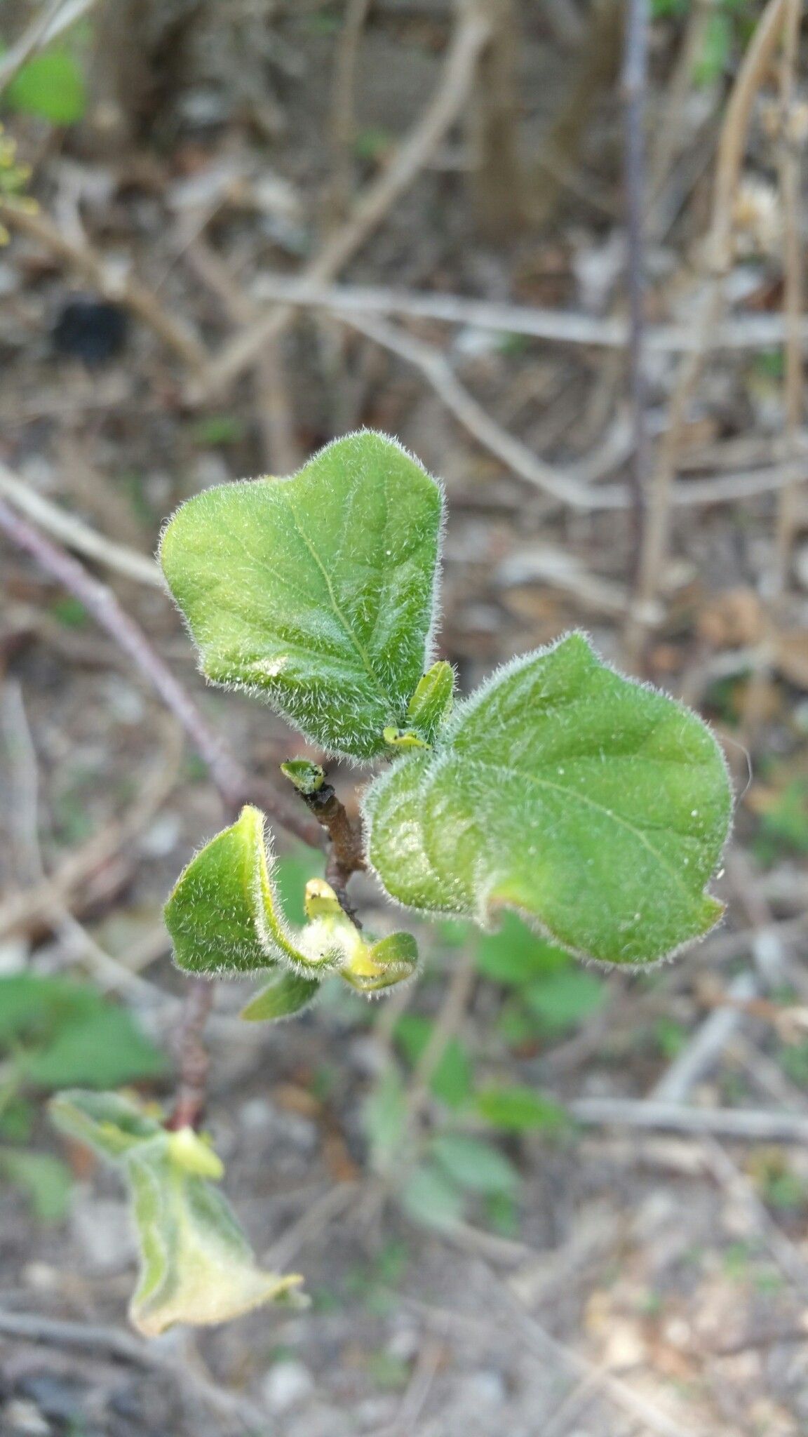 Hymenodictyon tsingy leaf