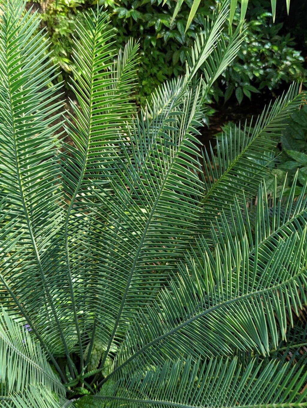 Dioon caputoi leaf