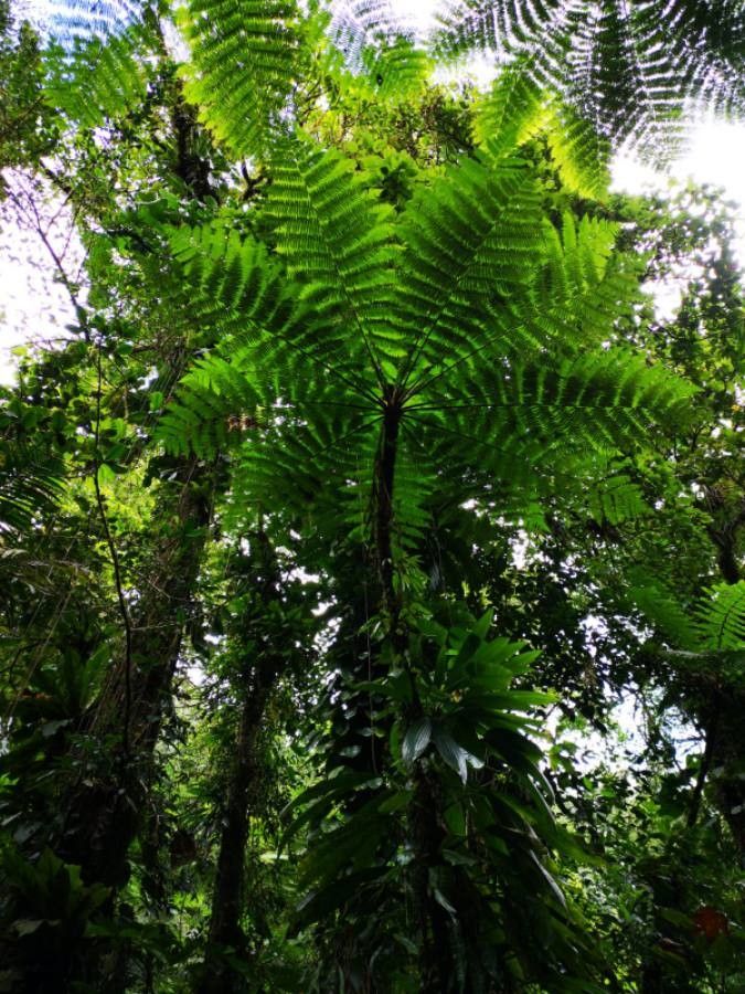 Sphaeropteris intermedia