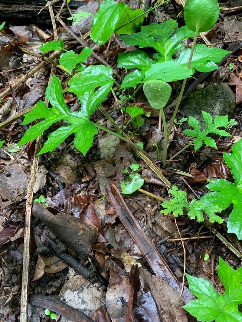 Dorstenia drakena fruit
