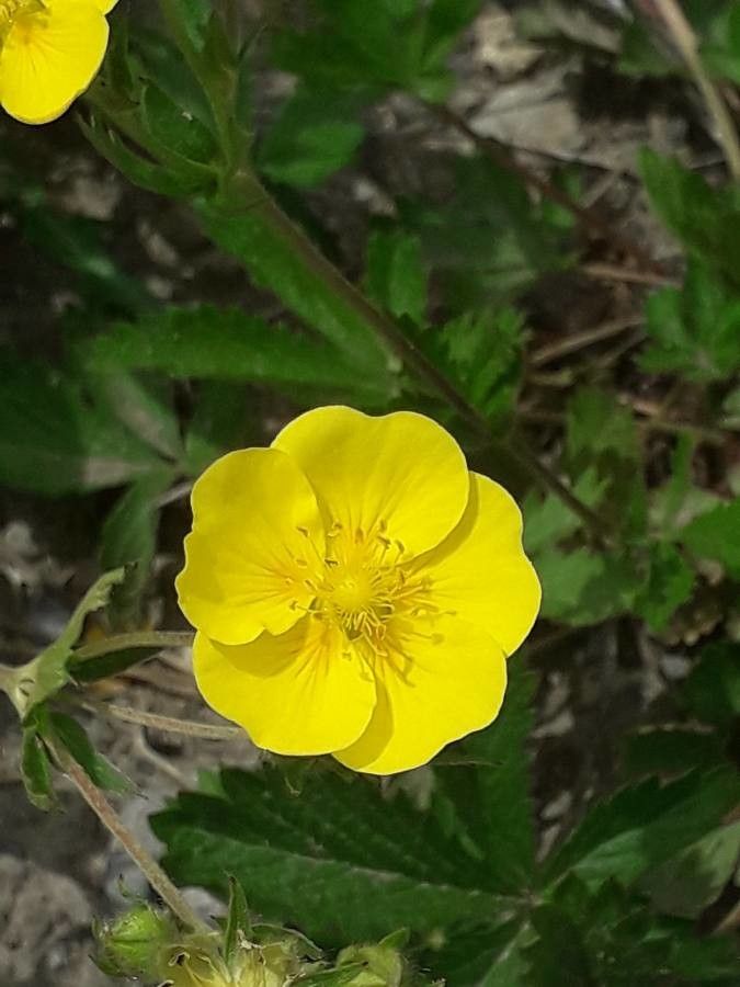 Potentilla delphinensis flower