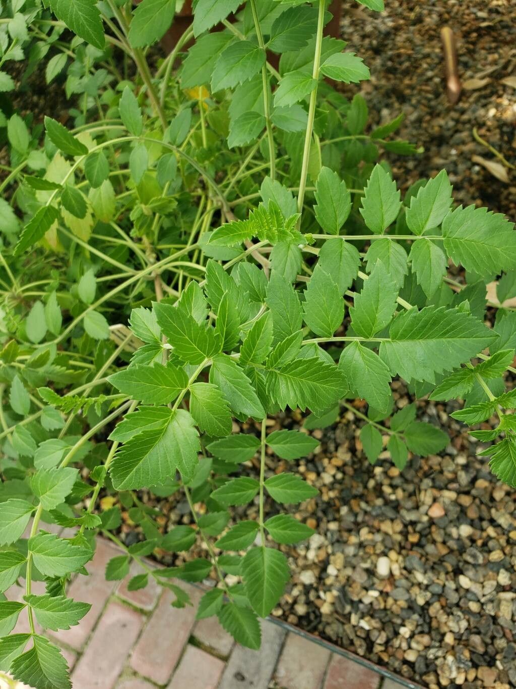Incarvillea diffusa — related species from the same genus