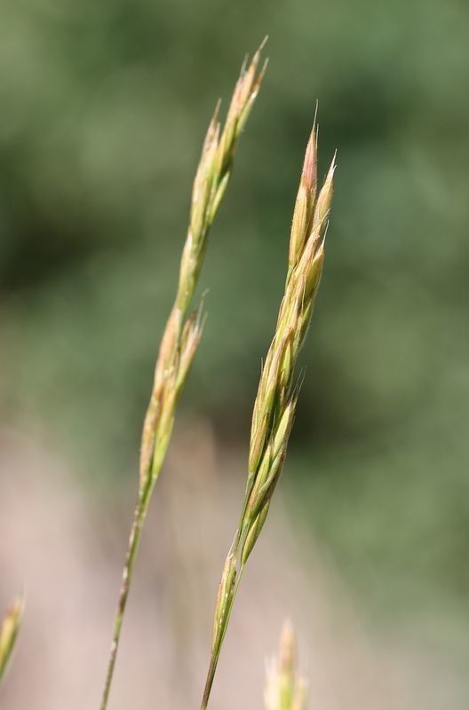 Bromus suksdorfii — search result for 'Bromus'