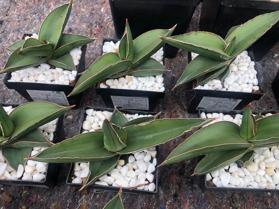 Sansevieria ehrenbergii leaf