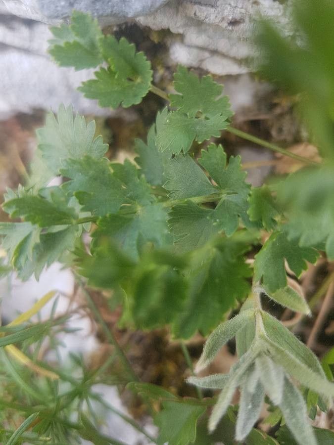 Pimpinella tragium leaf
