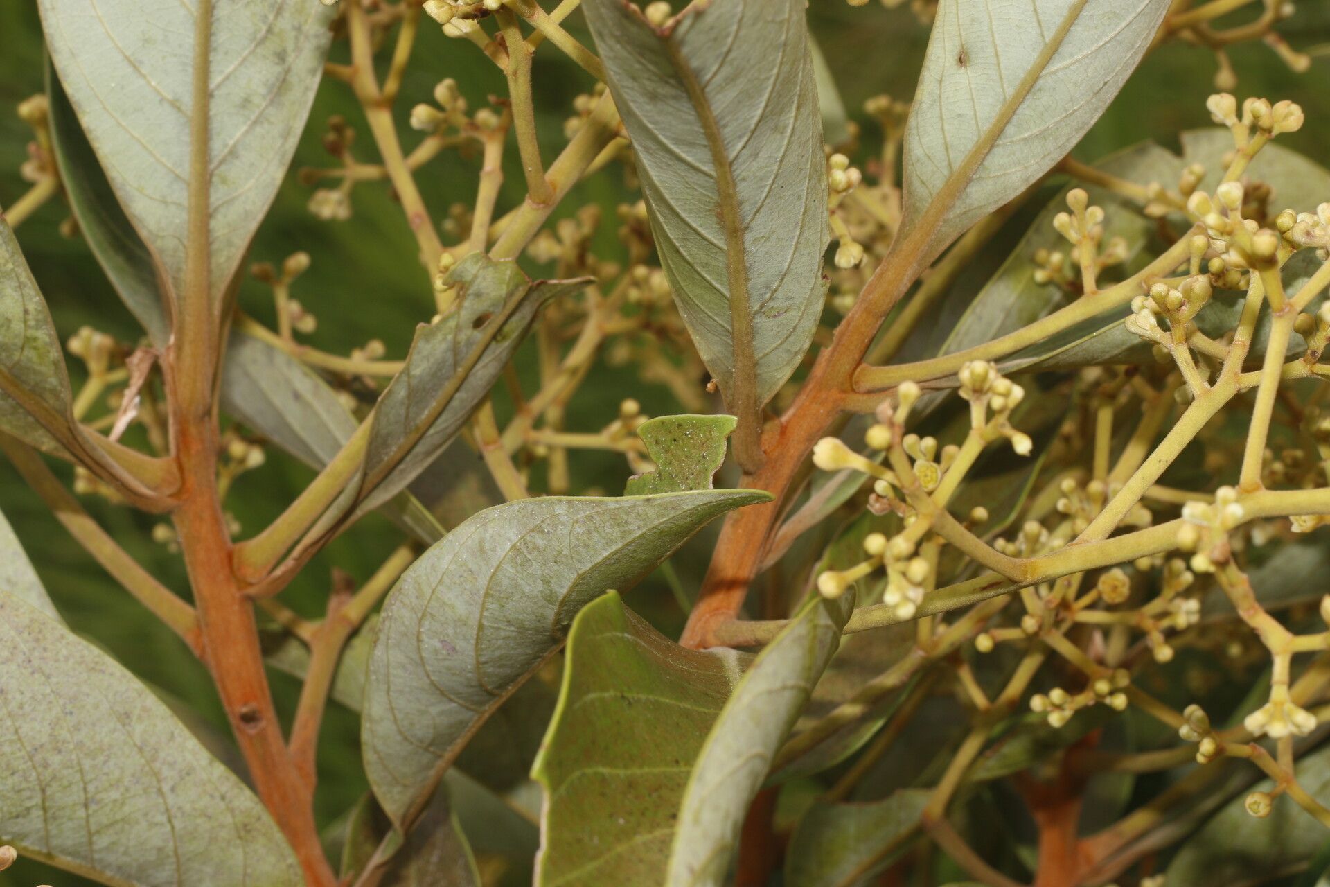 Ocotea monteverdensis flower