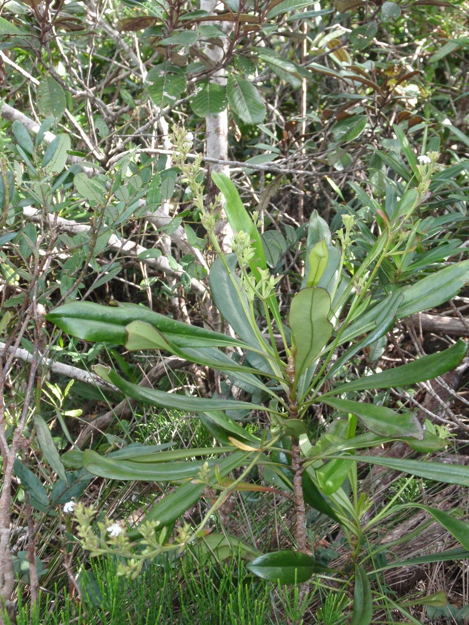Scaevola beckii — related species from the same genus