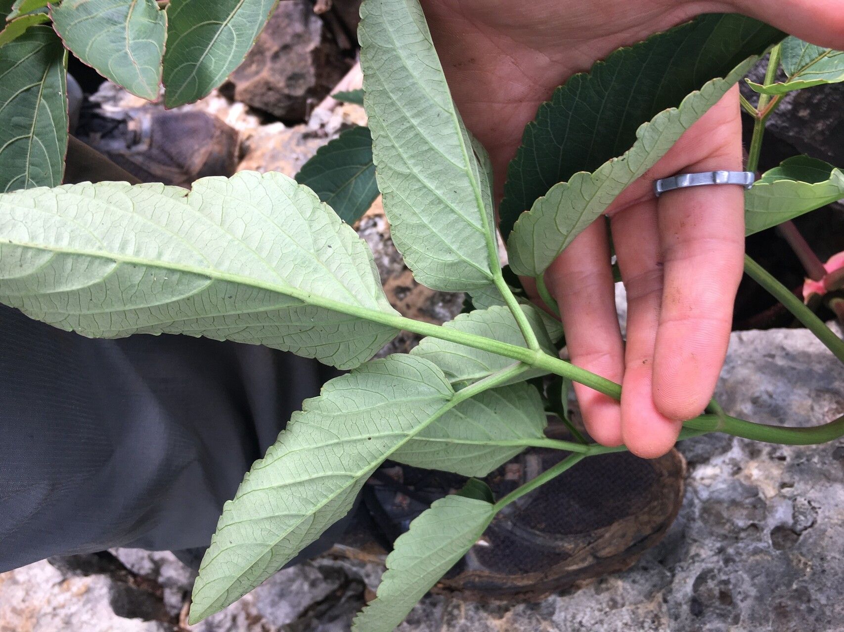 Cyphostemma caerulans leaf