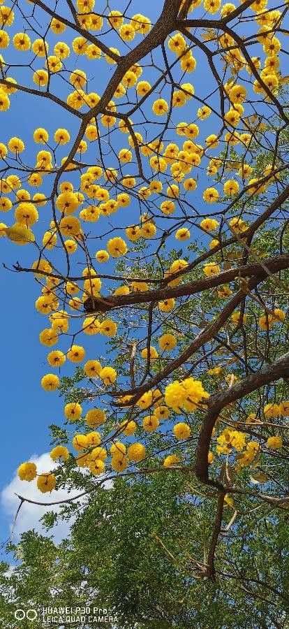Handroanthus chrysanthus flower